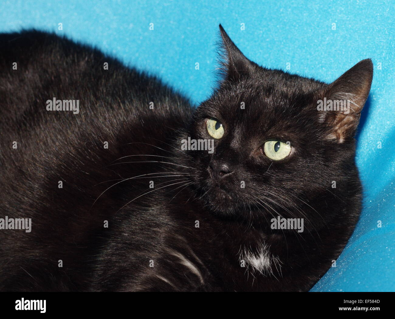 Katze 11 Jahre liegt auf einem blauen Tuch Stock Photo