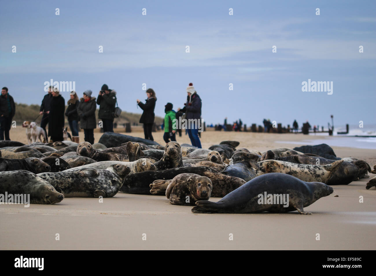 Grey seals at Horsey Beach, Norfolk Stock Photo 78177608 Alamy