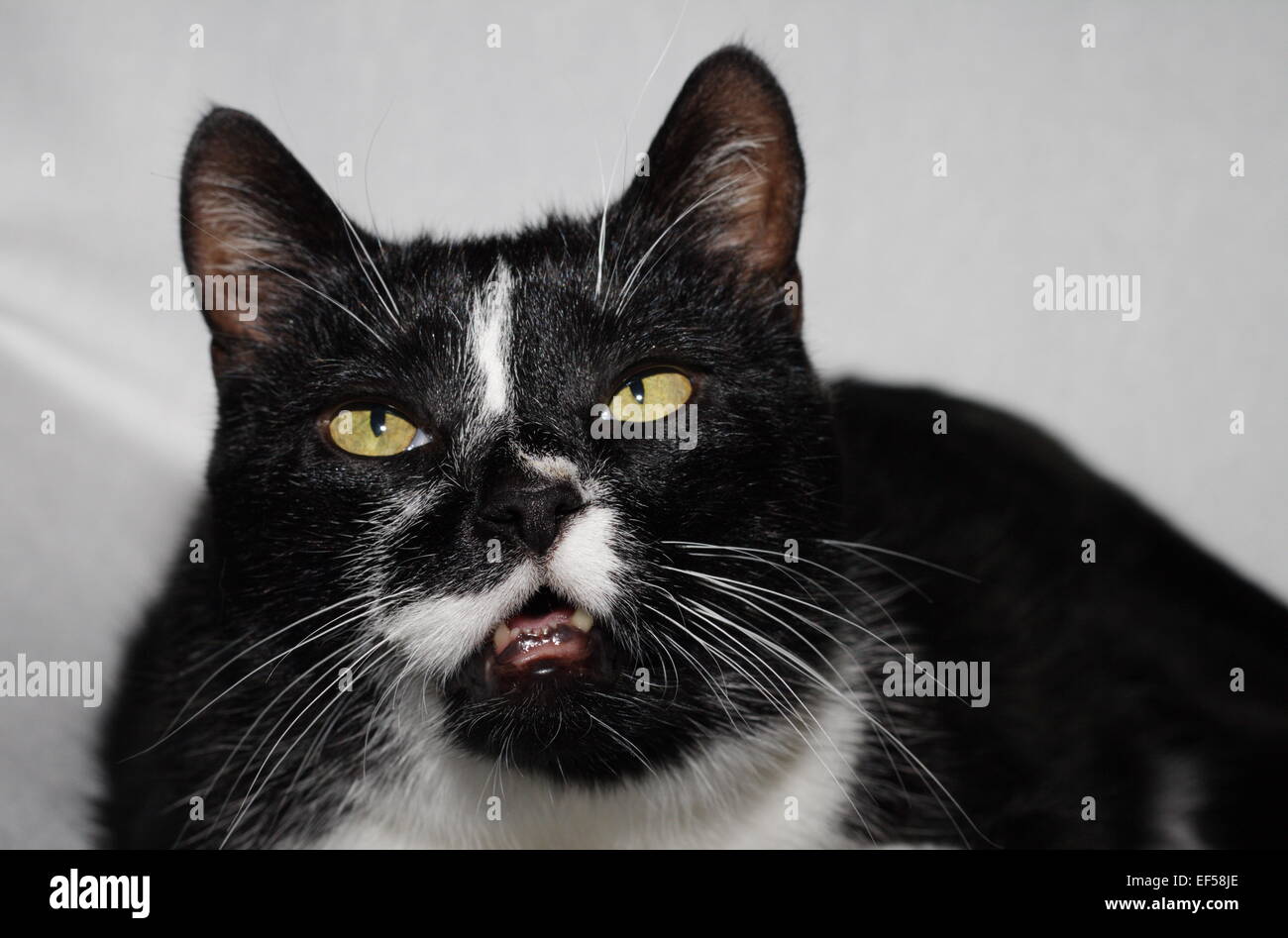 Portrait Kater 11 Jahre Stock Photo