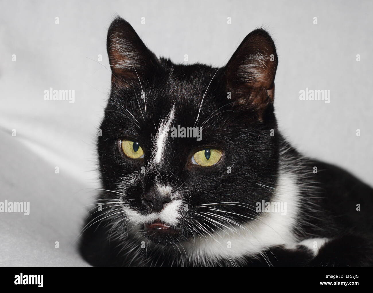 Portrait Kater 11 Jahre Stock Photo