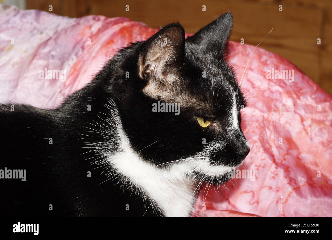 Portrait Kater 11 Jahre Stock Photo