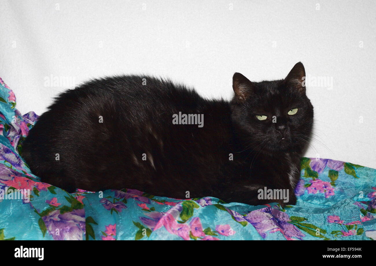 Katze 11 Jahre in der Wohnung Stock Photo