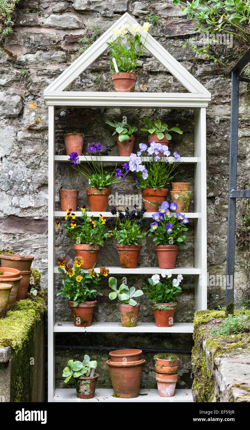 A display of pansy plants on shelves Stock Photo