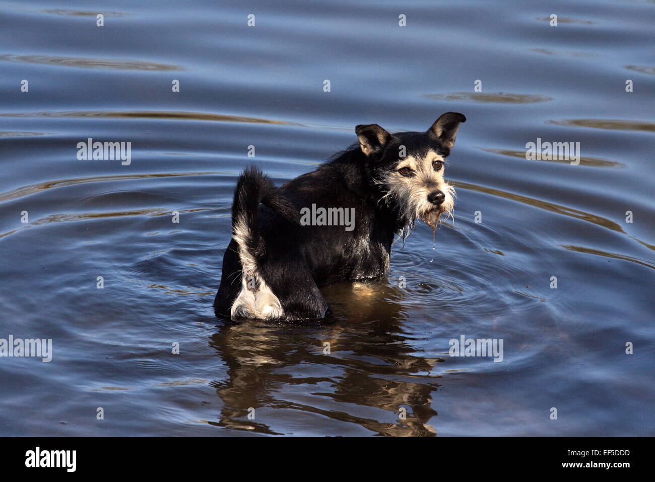 Mongrel standing in water, Schnauzer Mischling steht im Wasser Stock Photo