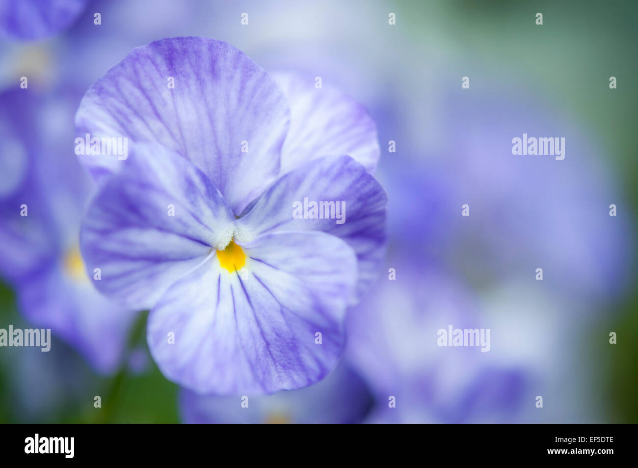Pale blue veined Viola flower in close up with soft background. Stock Photo