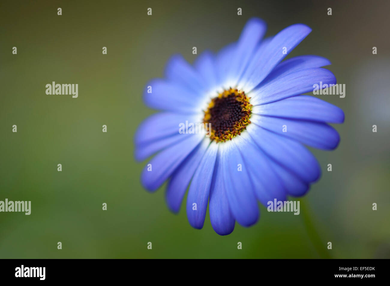 Blue Brachyscome flower (Swan river daisy) in close up against a soft green background. Stock Photo