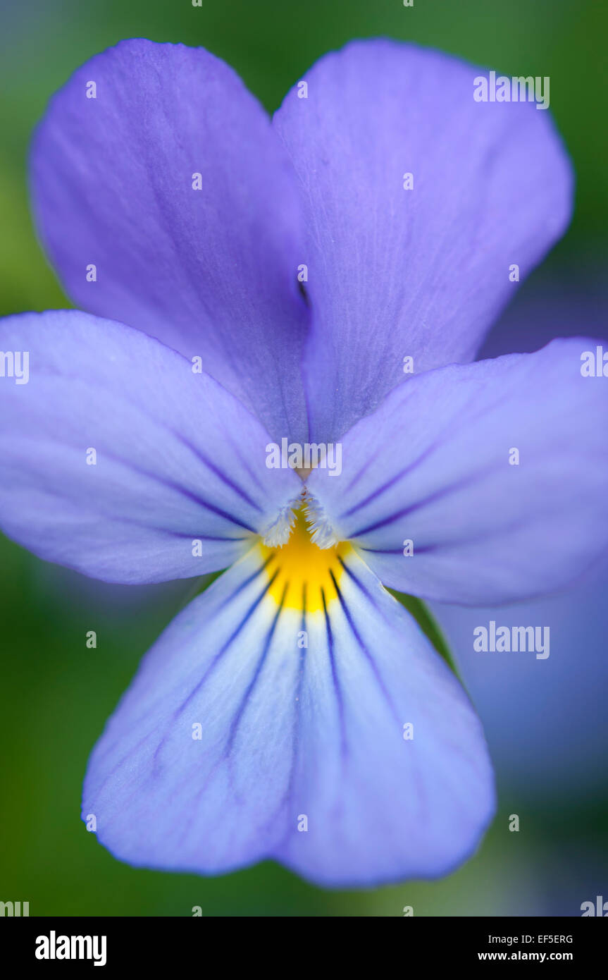 Close up of a pale blue Viola flower with a yellow centre. Stock Photo
