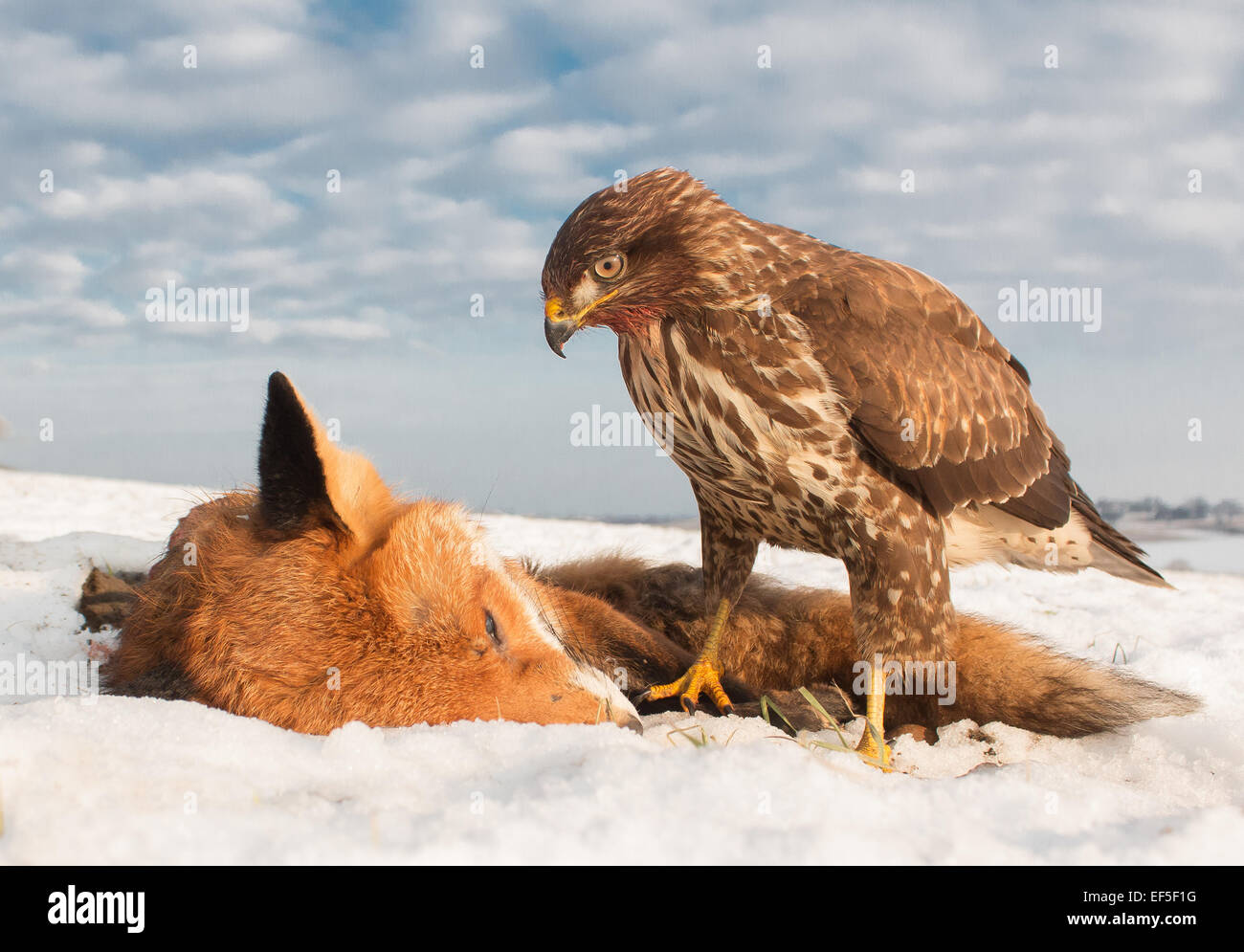 common buzzard on fox kill Stock Photo