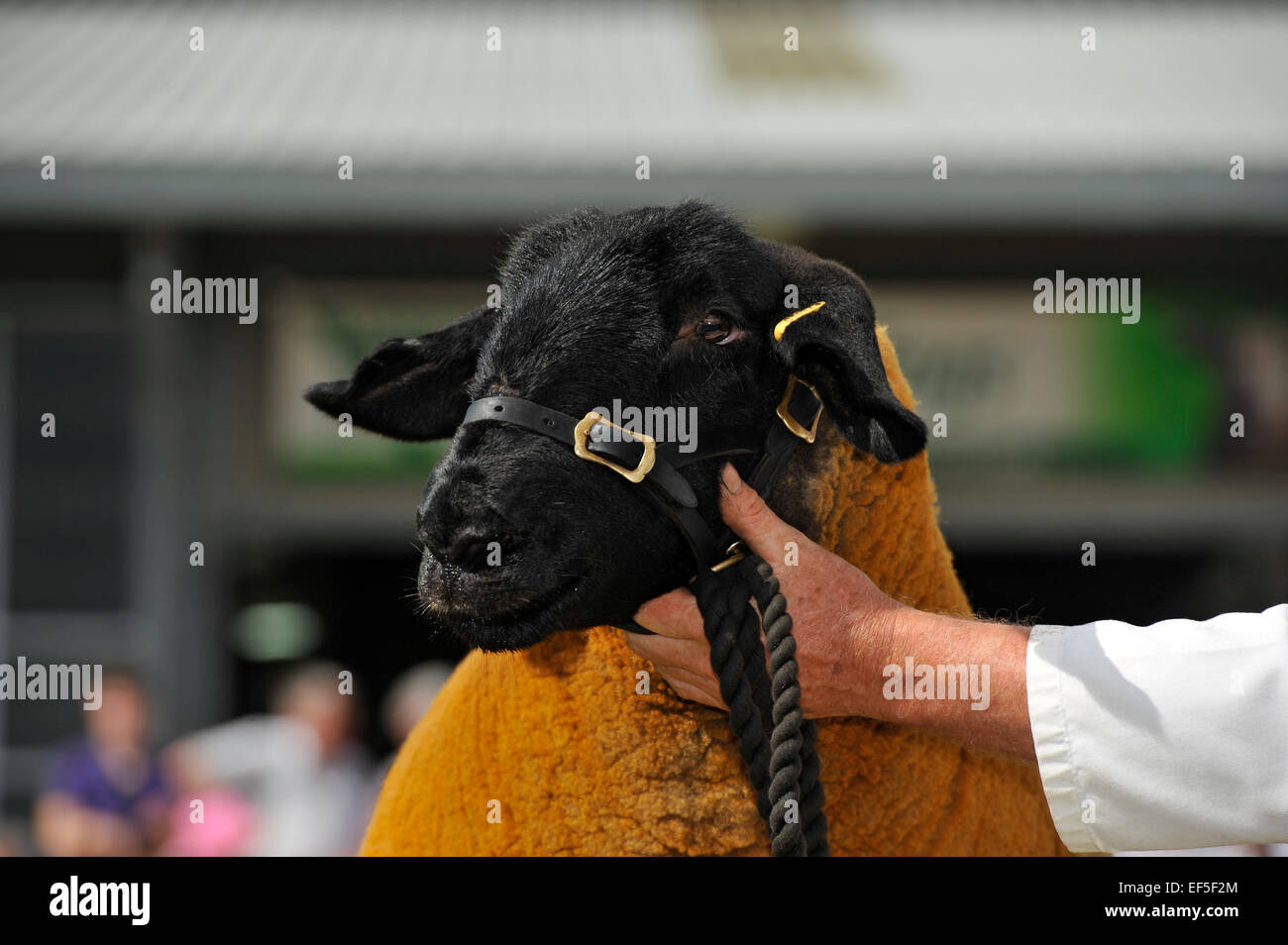 Suffolk sheep being showed at the Royal Welsh Show. Stock Photo