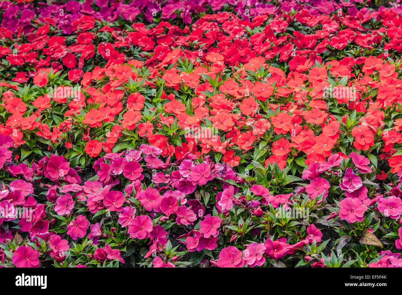 Colorful flowers in a garden Stock Photo - Alamy