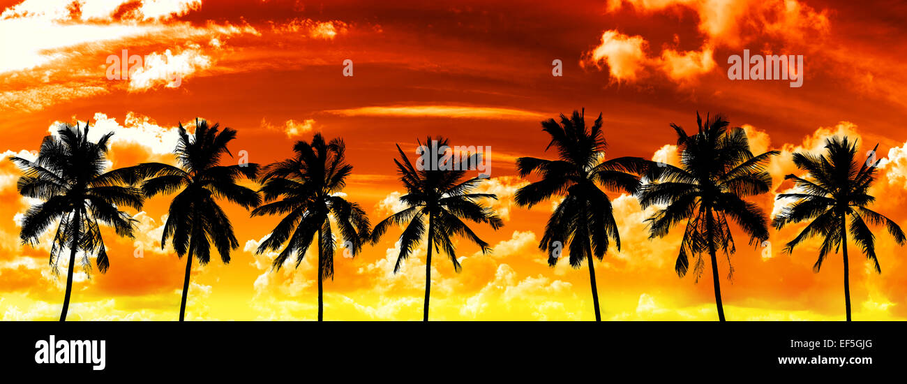 Black palms silhouettes on sunset sky. Stock Photo