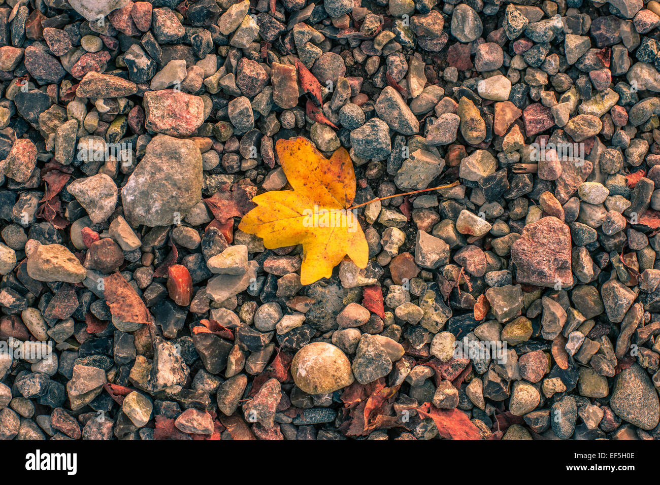 Autumn maple leaf on small pebbles Stock Photo