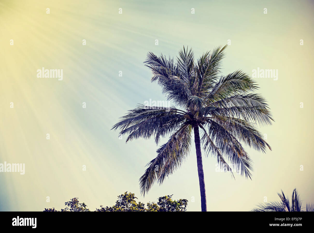 Faded vintage retro filtered palm background. Stock Photo