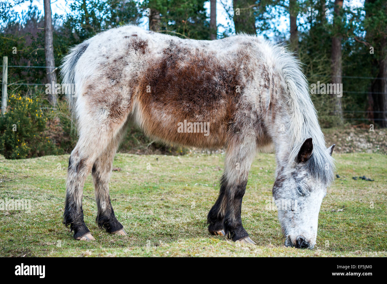 The New Forest pony is one of the recognised mountain and moorland or