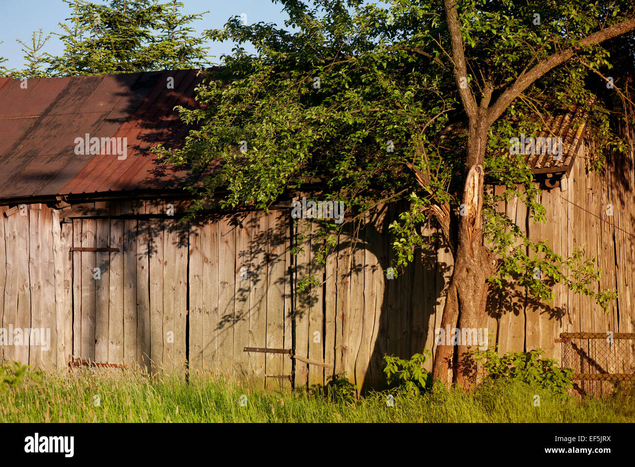 Abandoned old wooden shack lone tree shadow Stock Photo