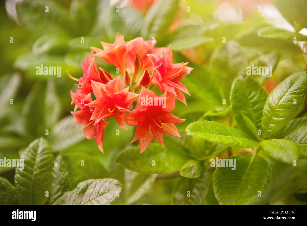 Il Tasso Rhododendron called Azalea red flowers Stock Photo