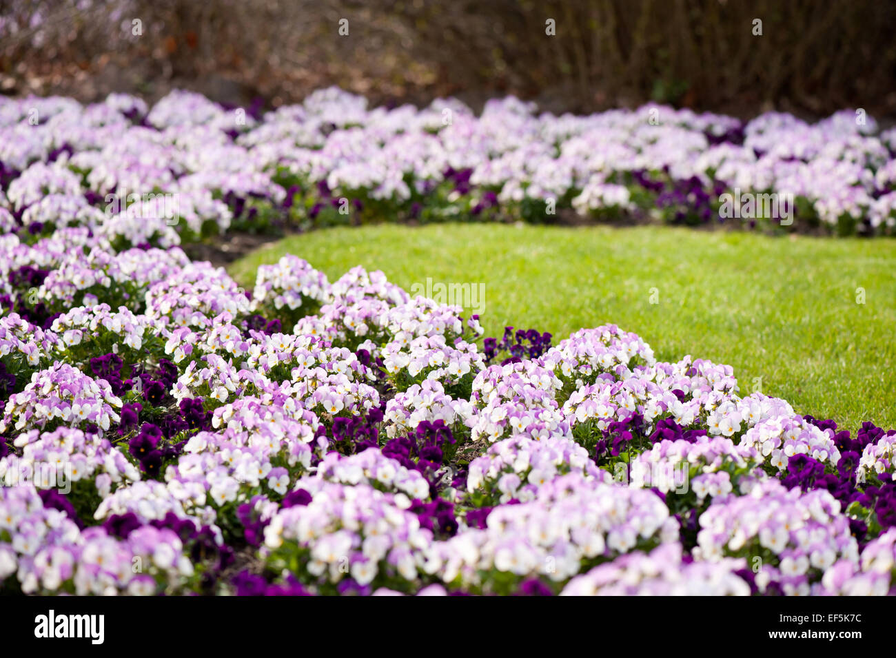 Pensee flower hi-res stock photography and images - Alamy