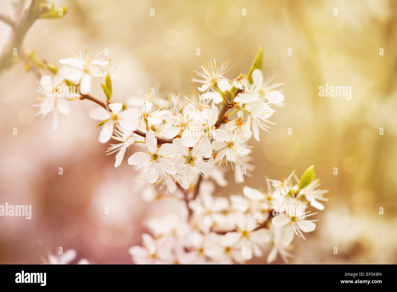 Blooming Cerasus cherry tree white blossoms Stock Photo