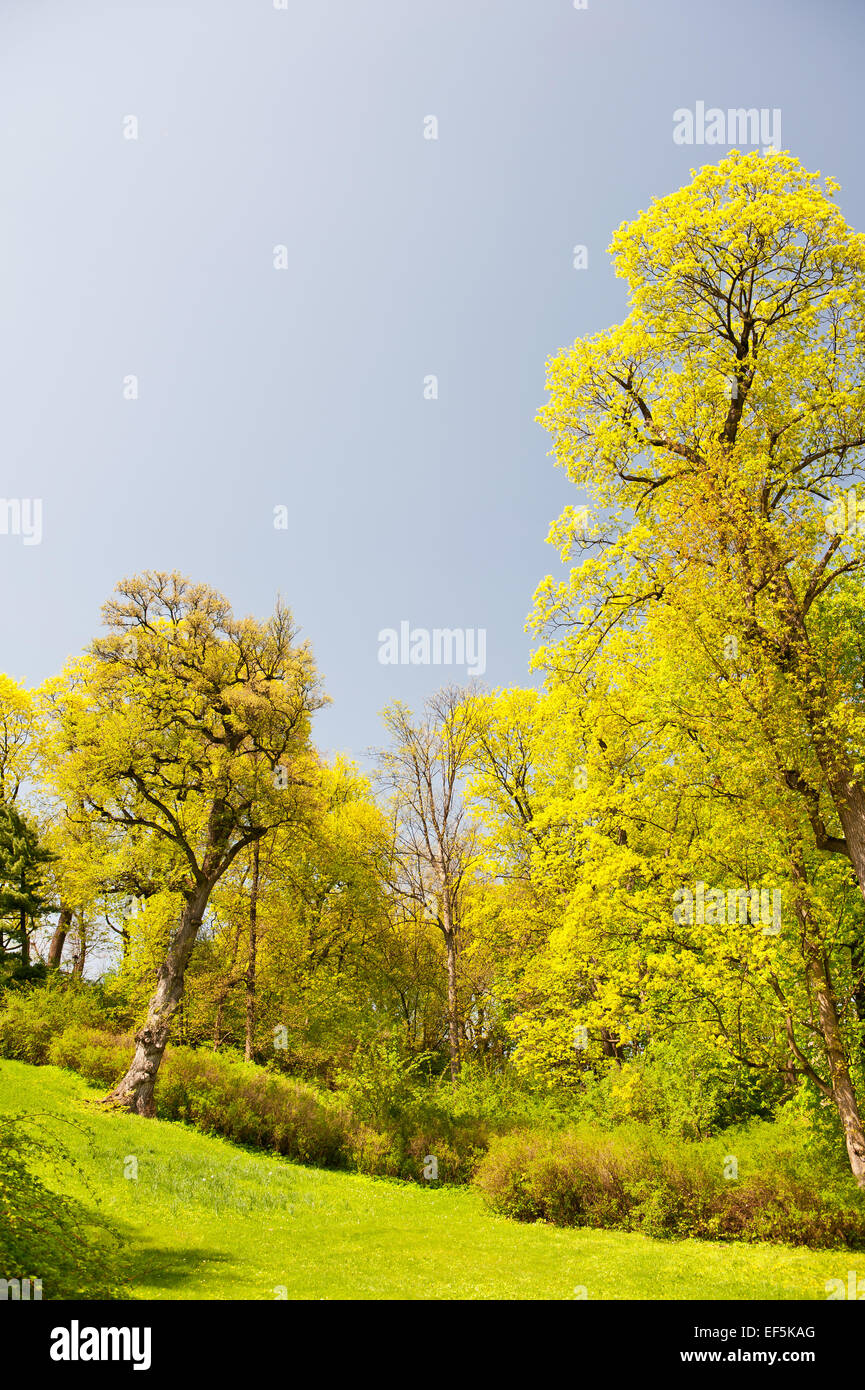 Green bush trees hires stock photography and images Alamy