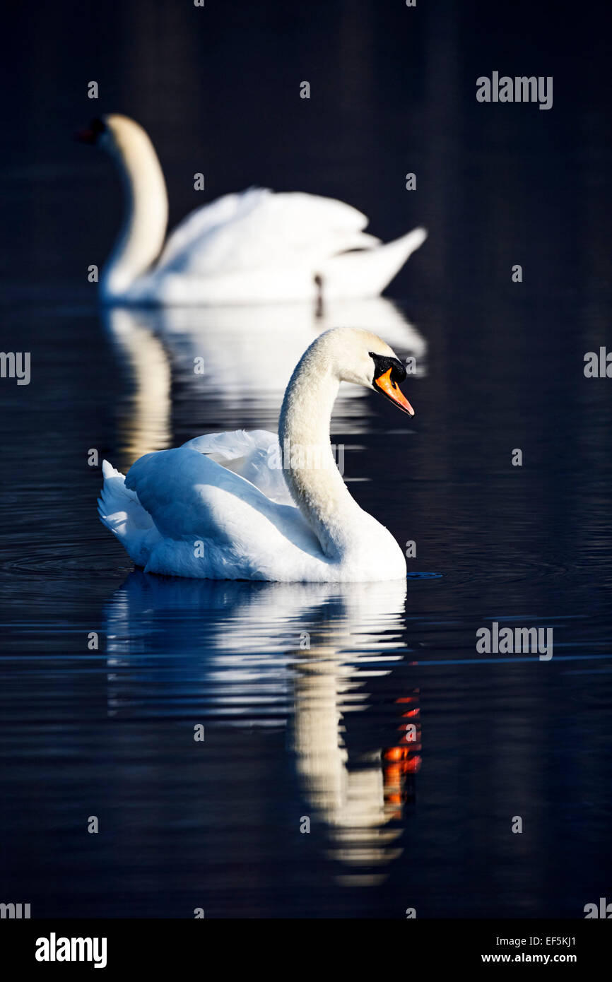 two swans swimming on a lake in early morning ireland Stock Photo