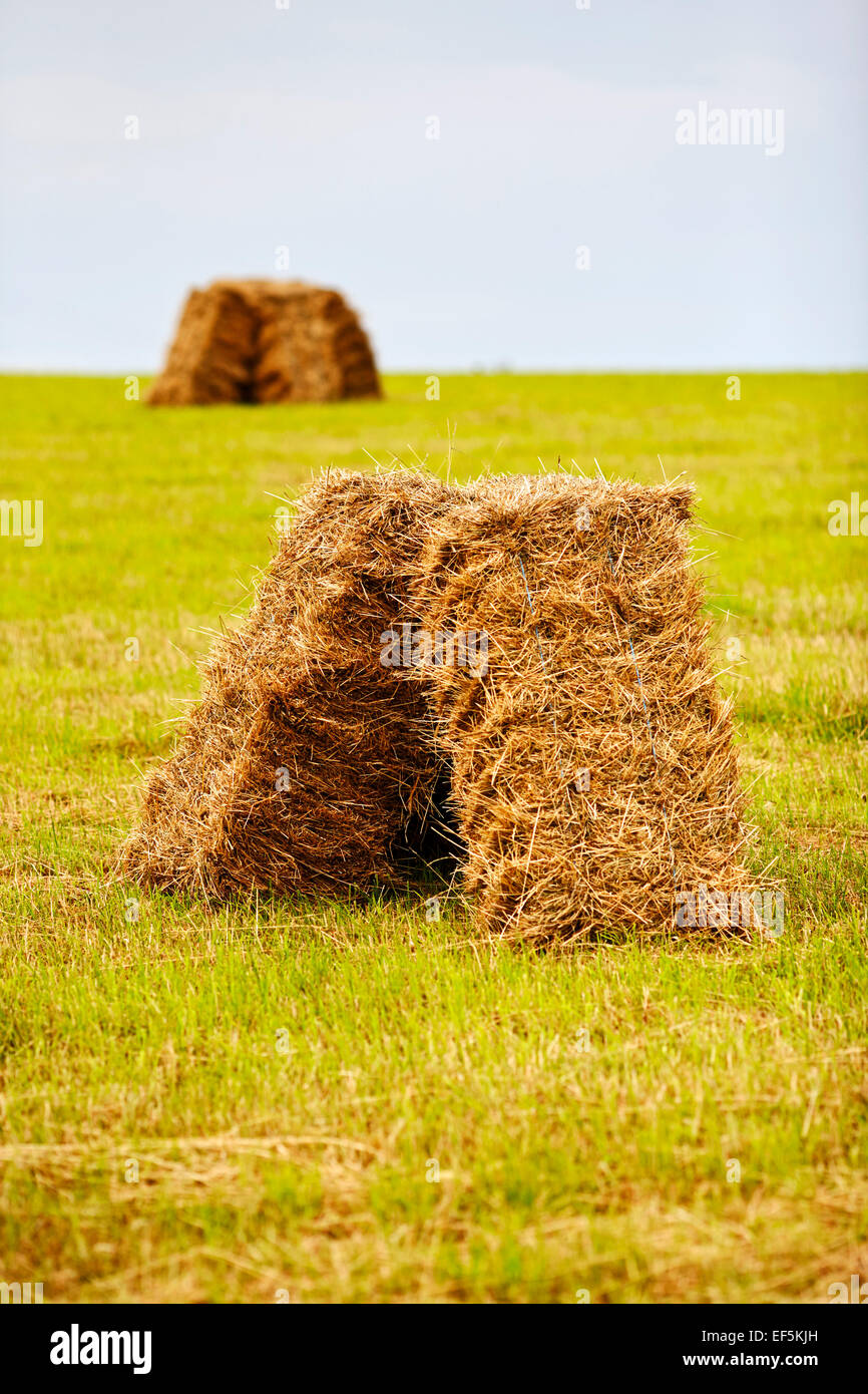 hay bales drying in a field at harvest time Stock Photo