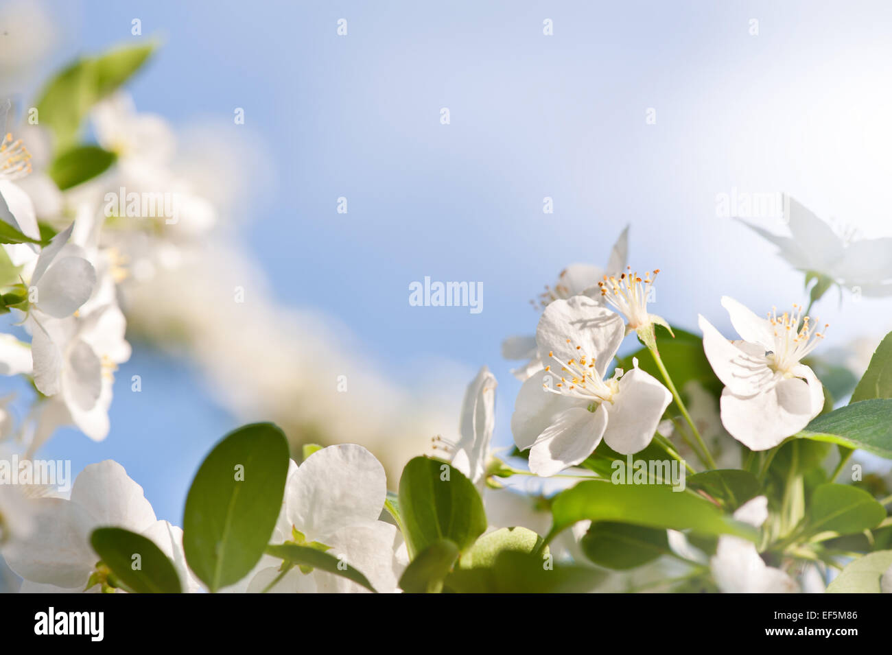 Flowering Cerasus cherry tree Stock Photo