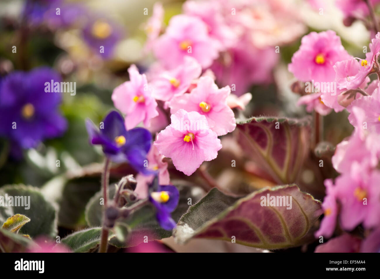 Saintpaulia ionantha flowering bunch Stock Photo