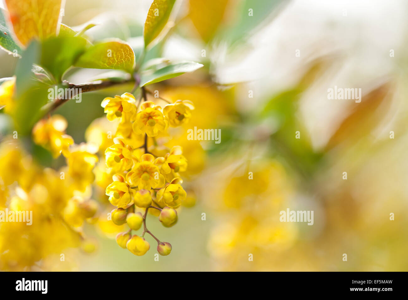 Berberis yellow flowering shrub detail Stock Photo