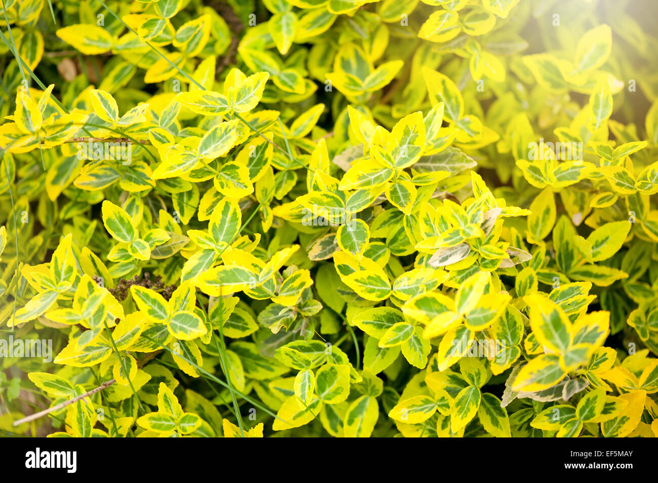Euonymus fortunei foliage duocolor shrub Emeraldn Gold Stock Photo