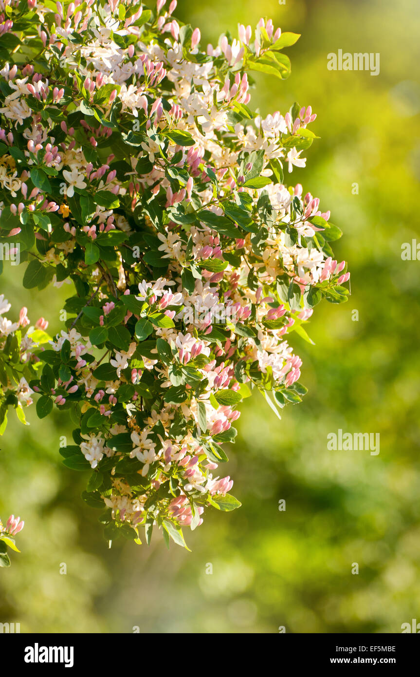 Lonicera tatarica flowering shrub grow in Poland Stock Photo