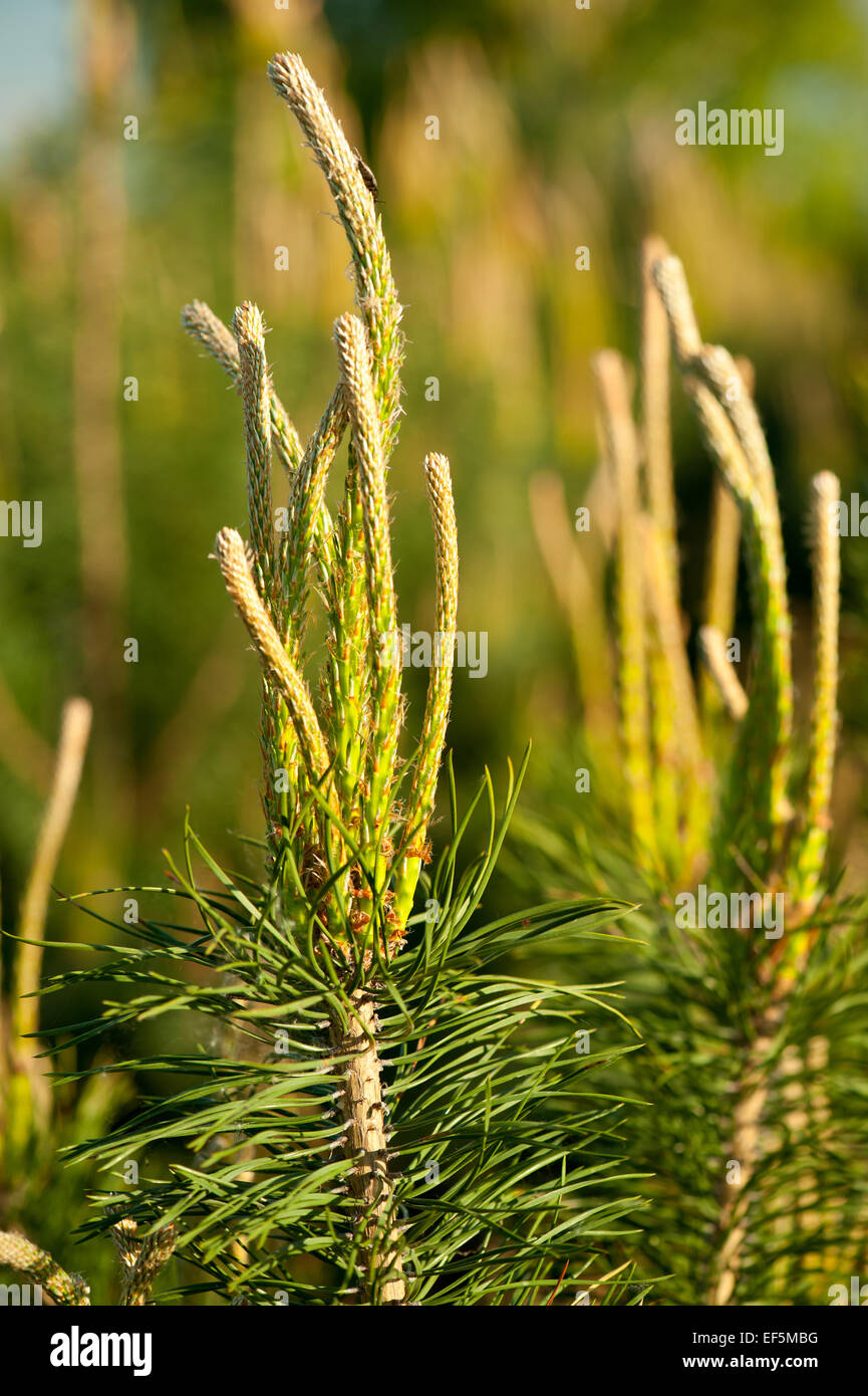 Pine candles tip shoots conifer tree Stock Photo