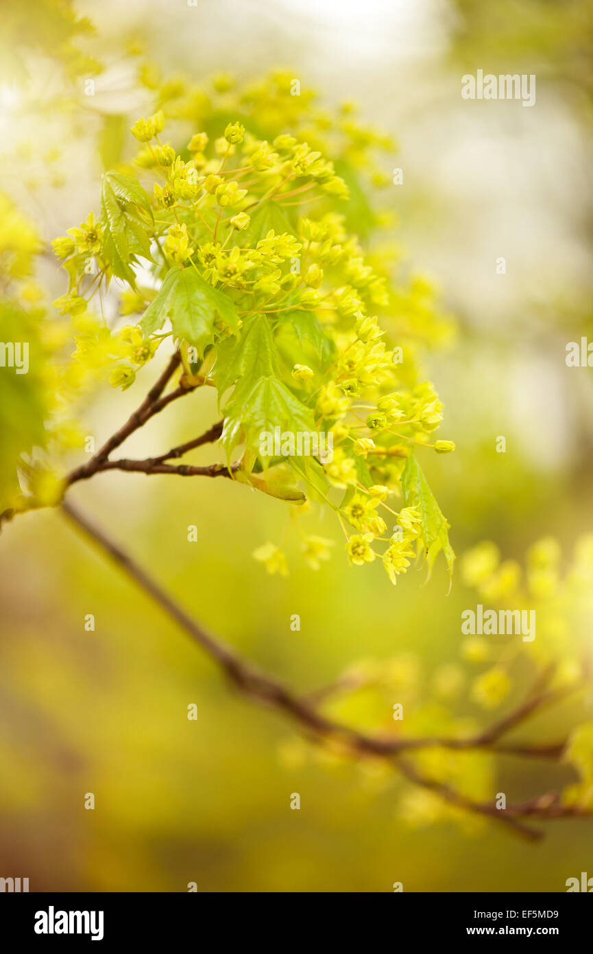 Acer flowering twig detail Stock Photo