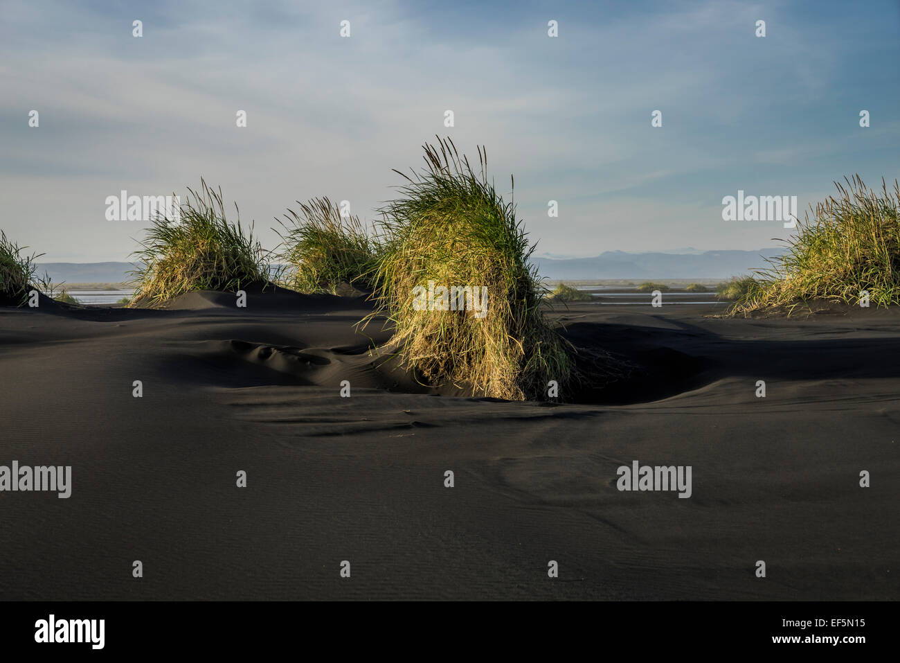 Grass mounds growing on the black sands, Skaftaros, Iceland Stock Photo