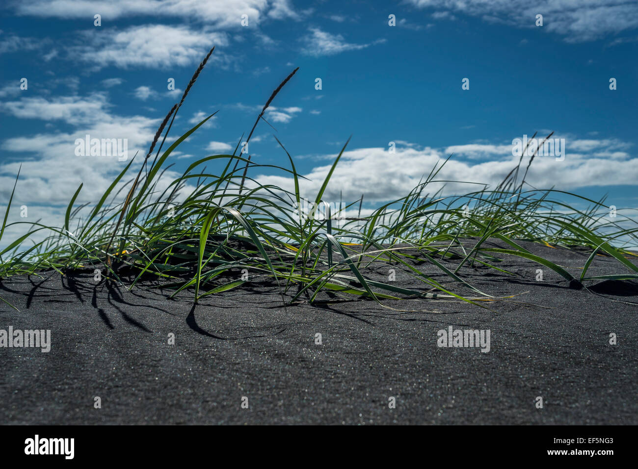 Grass growing the black Sands, Skaftaros Eastern, Iceland. Stock Photo