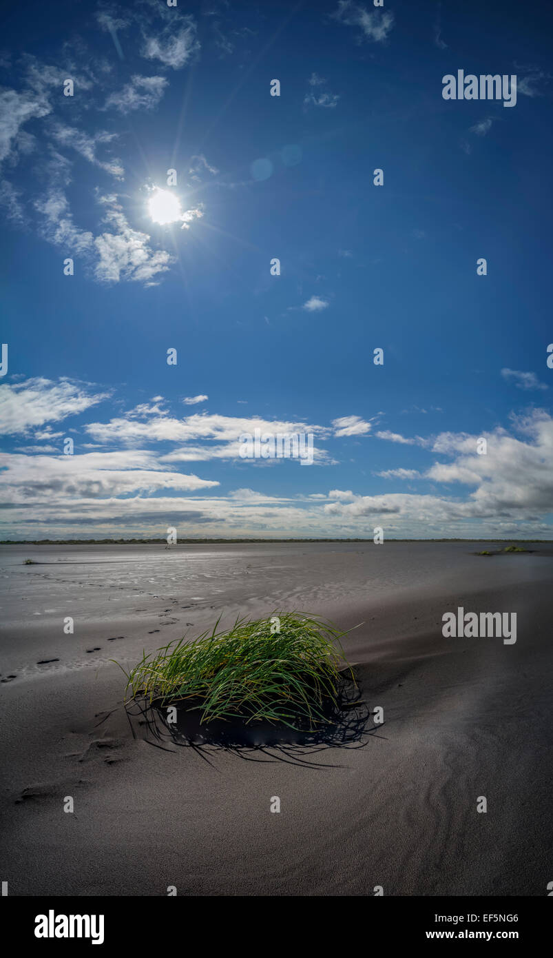 Grass growing on the black sands, Skaftaros, Eastern, Iceland Stock Photo
