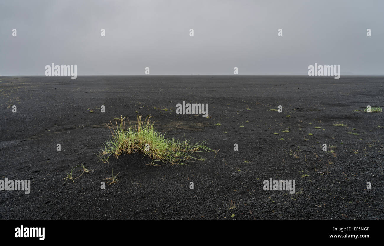 Grass mounds growing on the black sands, Iceland Stock Photo