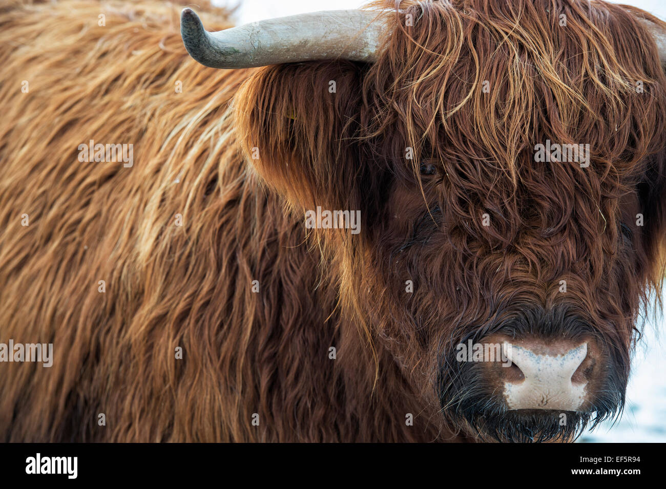 Highland cow in winter in Scotland Stock Photo
