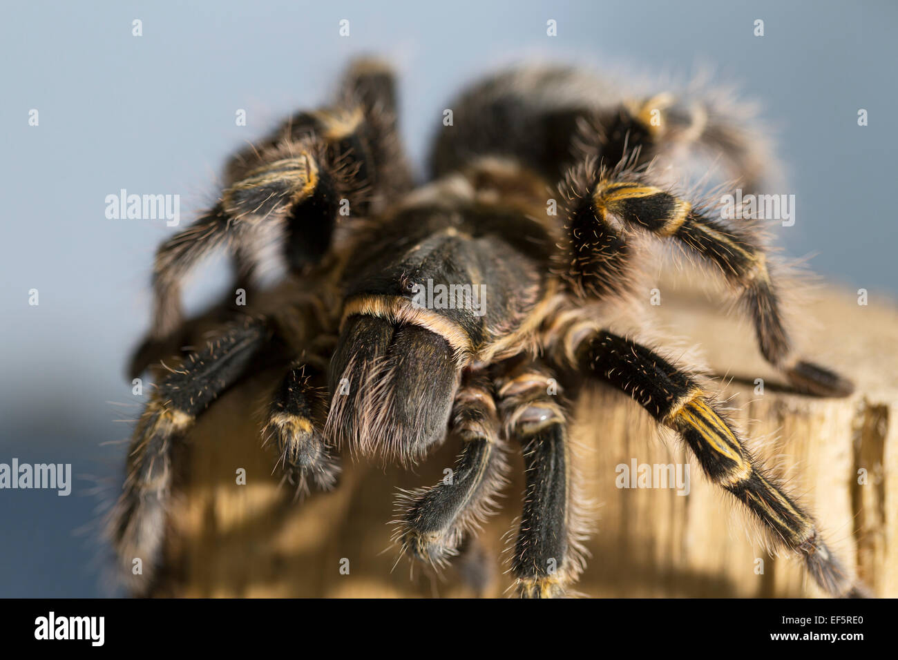 Wildlife Chaco golden knee tarantula "Grammostola pulchripes Stock
