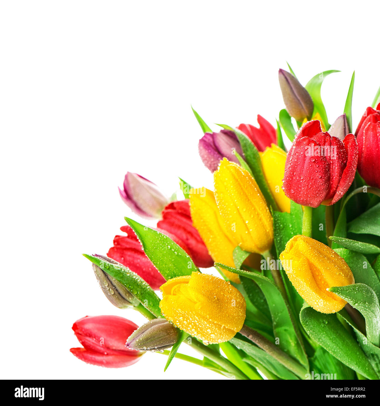 fresh multicolor tulips with water drops over white background. spring ...
