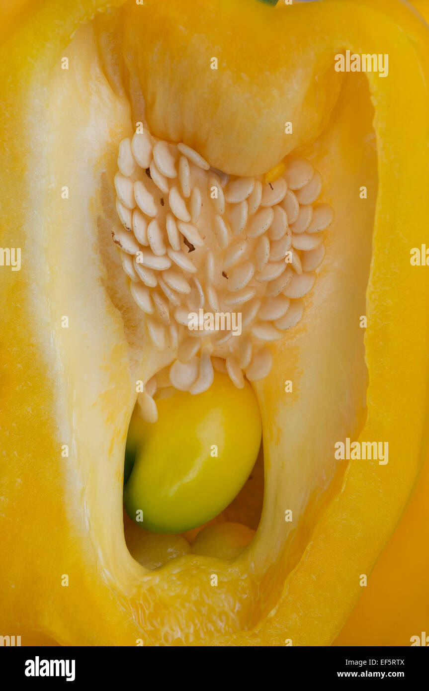 Yellow Pepper slice open showing seeds macro Stock Photo