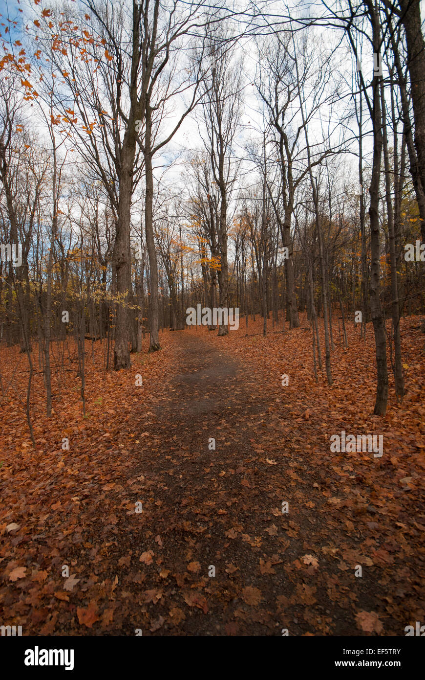 walking path with trees in the woods Stock Photo - Alamy