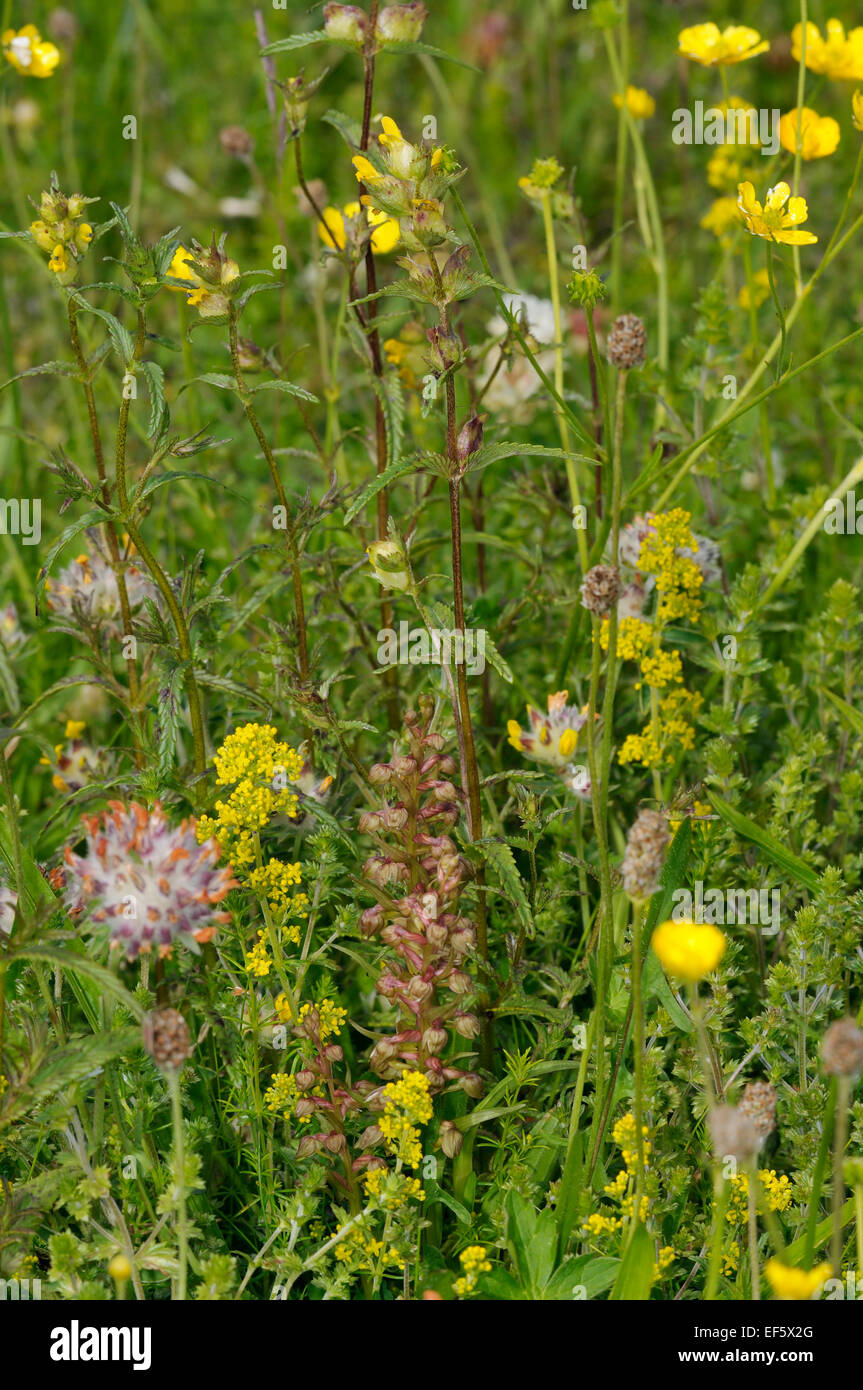 Machair Grassland flowers Frog Orchid, Kidney Vetch, Lady's Bedstraw, Yellow Rattle & Buttercups Stock Photo