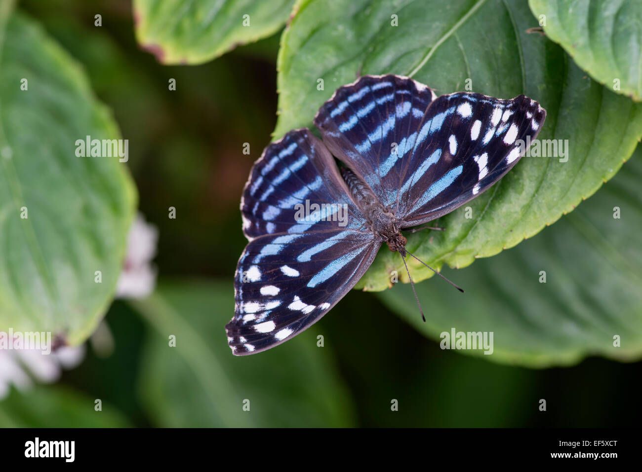 Mexican bluewing butterfly hi-res stock photography and images - Alamy