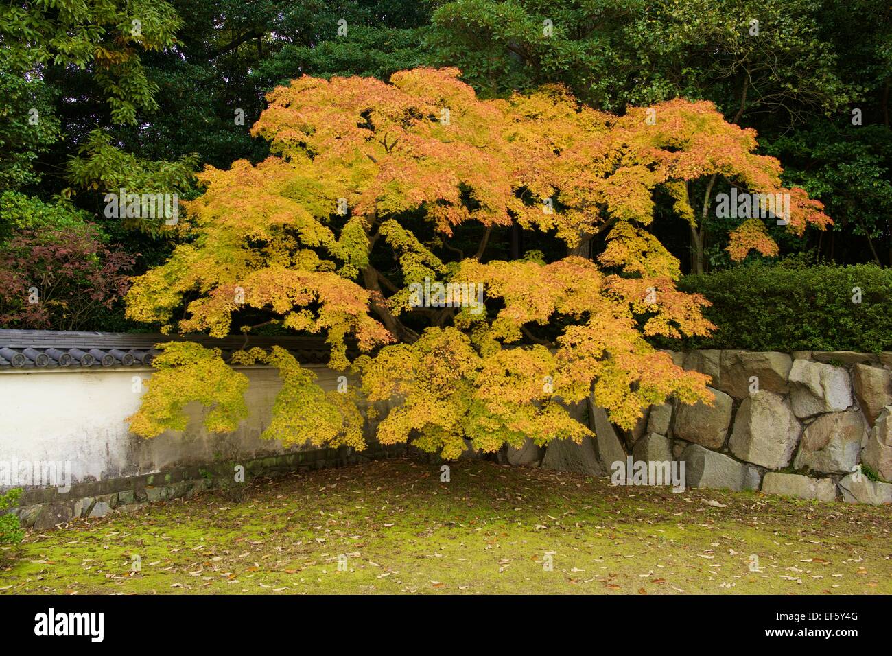 Autumn Color at Yashima Temple in Takamatsu, Japan Stock Photo