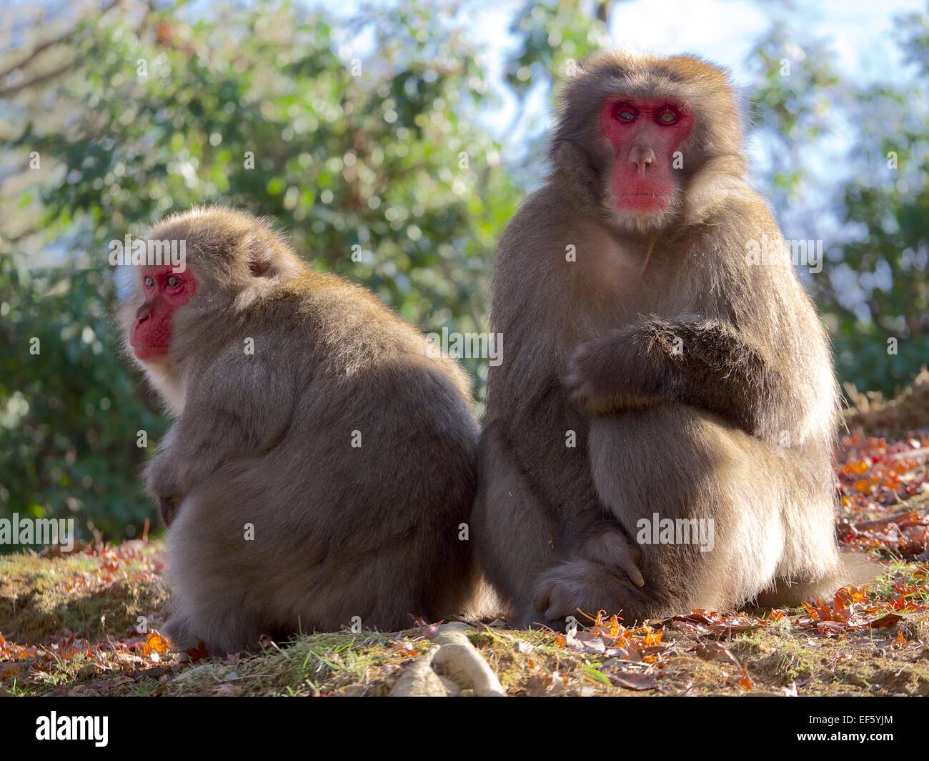 Japanese Monkeys in Kyoto Stock Photo - Alamy