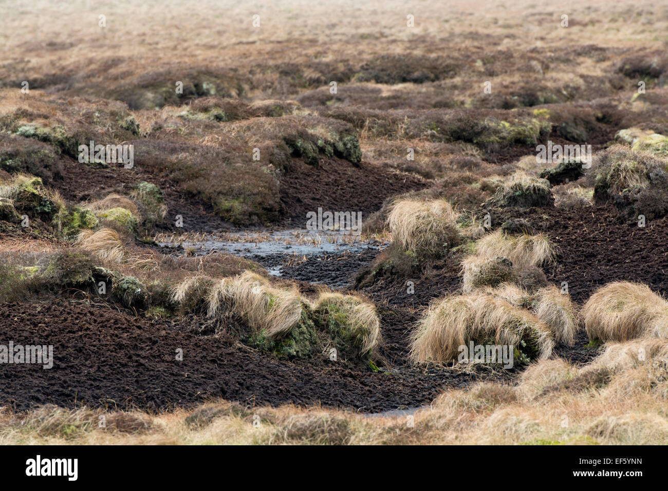 Exposed peat bog on moorland, North Yorkshire, UK Stock Photo