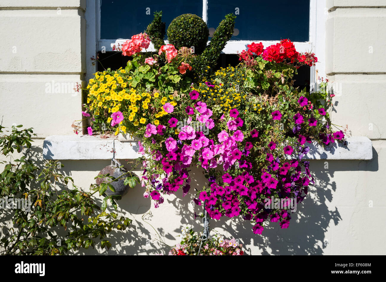 Topiary Window Box Window box filled with topiary and flowering plants in South Wales UK ...