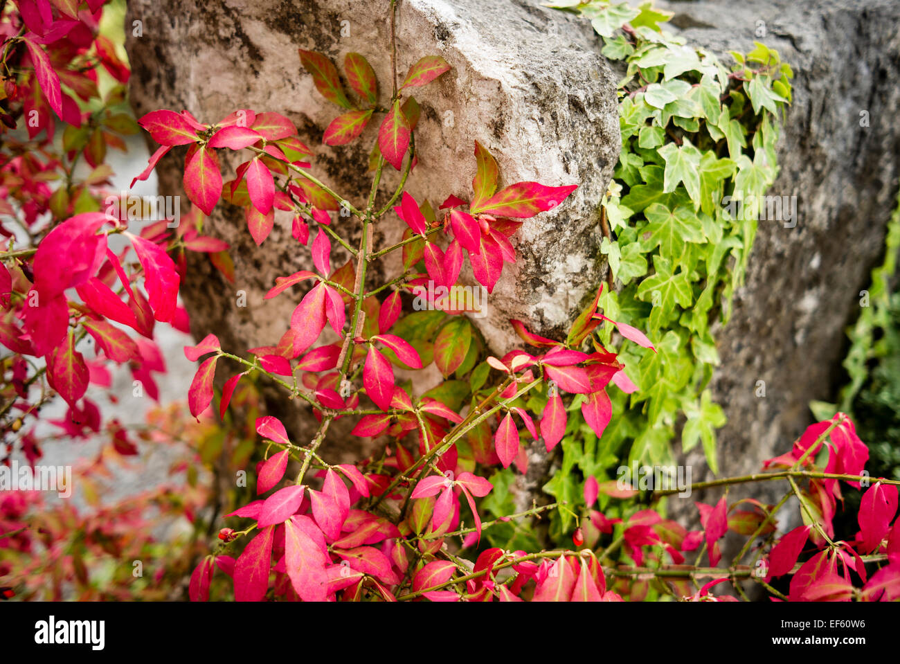 Red leaves on euonymus alatus compactus in October Stock Photo