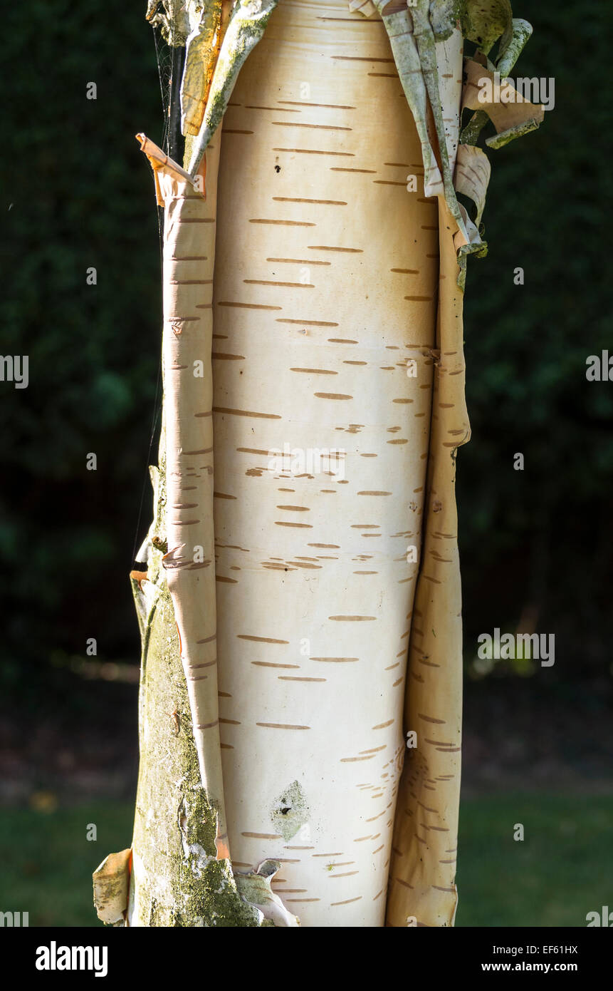 Peeling bark on silver birch tree in Autumnc Stock Photo