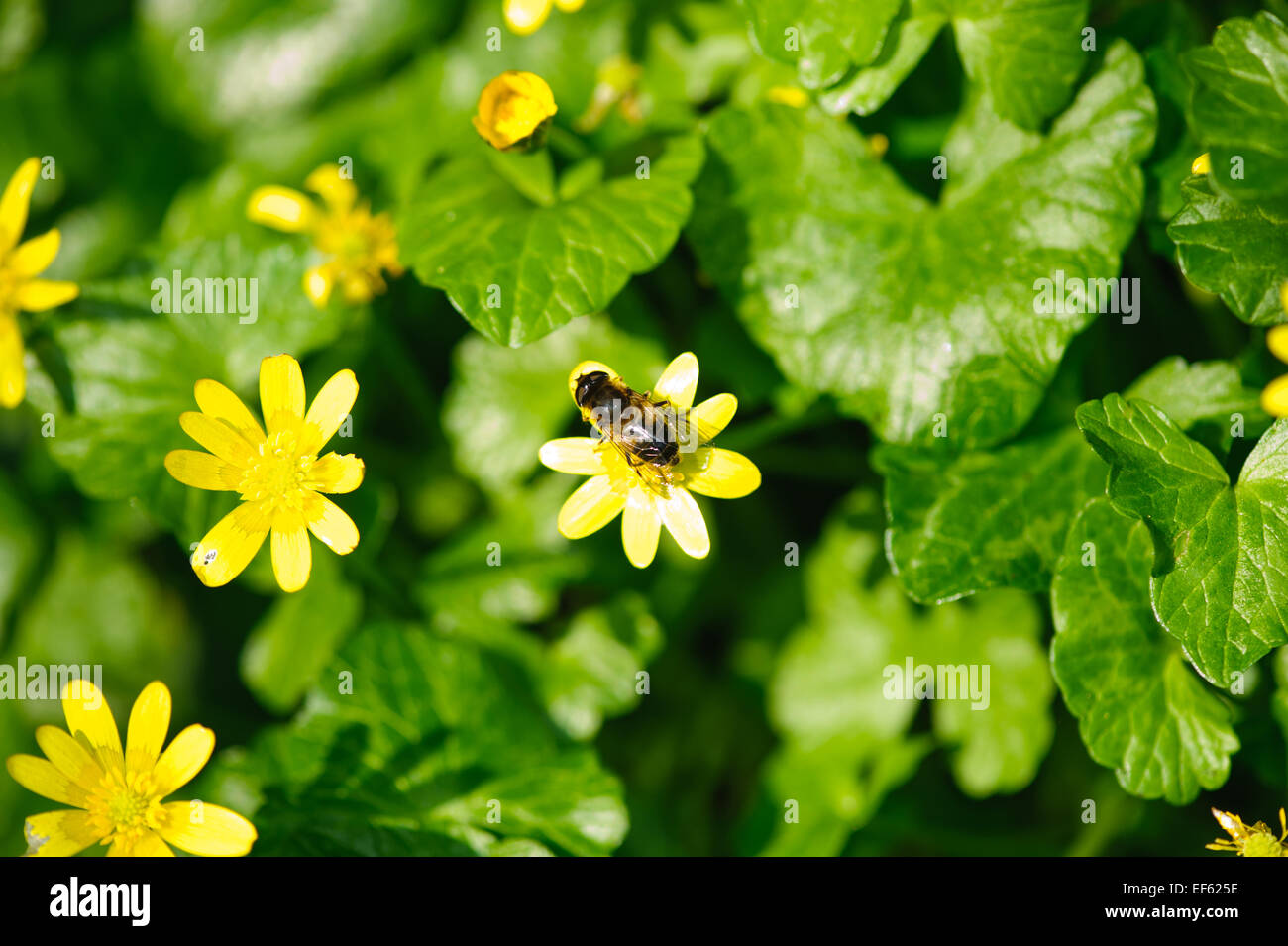 Bee pollen on yellow buttercup flowers close up Stock Photo